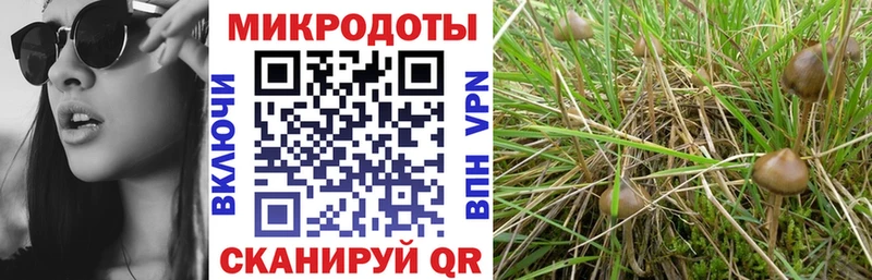 Псилоцибиновые грибы мицелий  Приморско-Ахтарск 